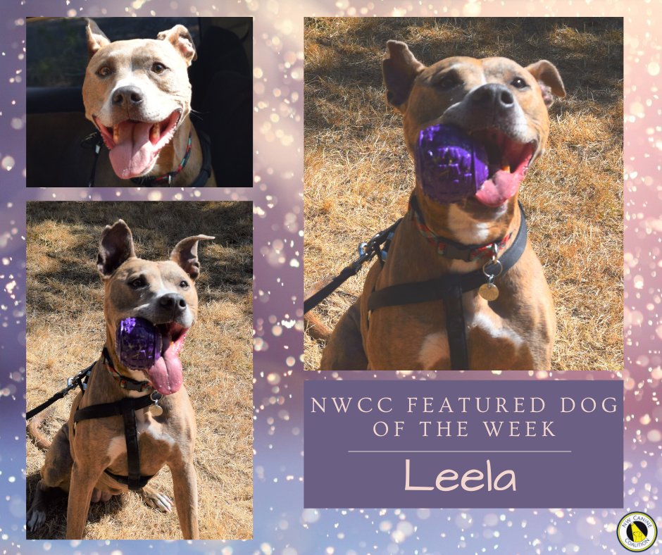 Leela is a goofy, mature pup ready for a forever home to take her on long walks, play and have a relaxing nap. 
Leela has a LIVE video that's available to watch on our IG and FB page! For more about Leela, visit NWcaninecoalition.org and click on the logo for <a href="/sgaseattle/">Savinggreatanimals</a>!🐶