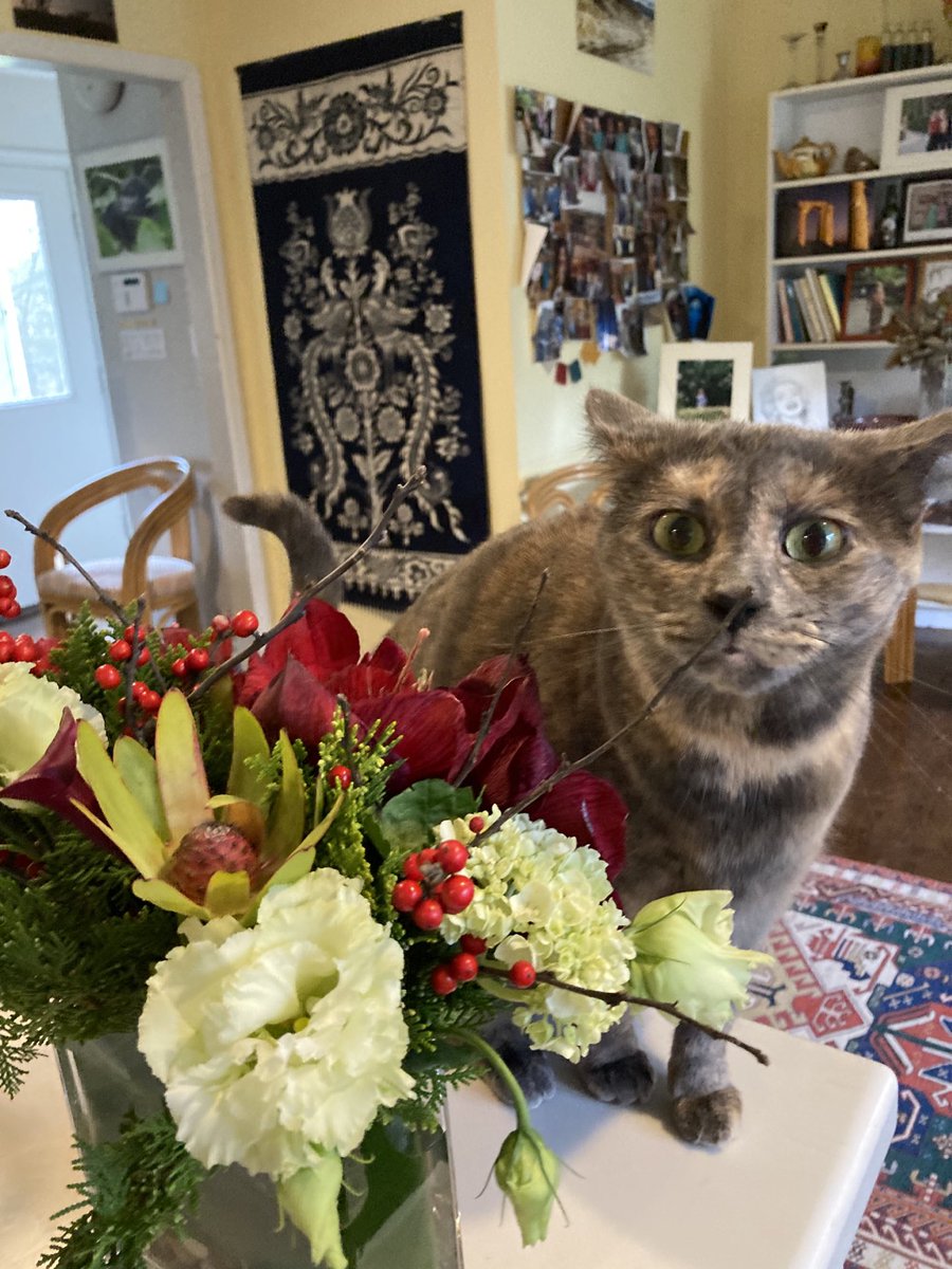 Joyce Carol Oates tweet media