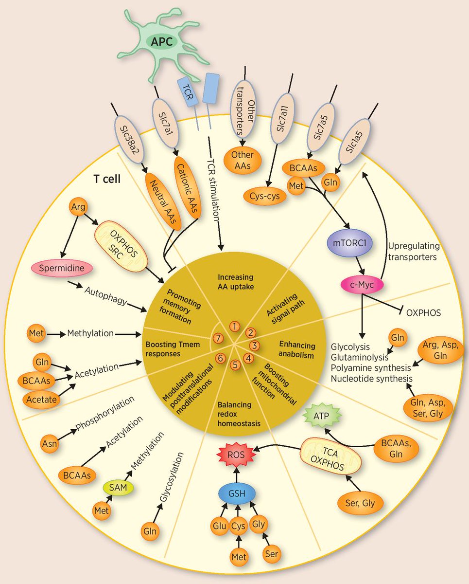 CIR_AACR's tweet image. This #CIRreview discusses the role of #AminoAcids in #Tcell differentiation and function and in #AntitumorResponses, as well as how #metabolism can be targeted using immunotherapy. bit.ly/3oAtvep @PCHo_Lab