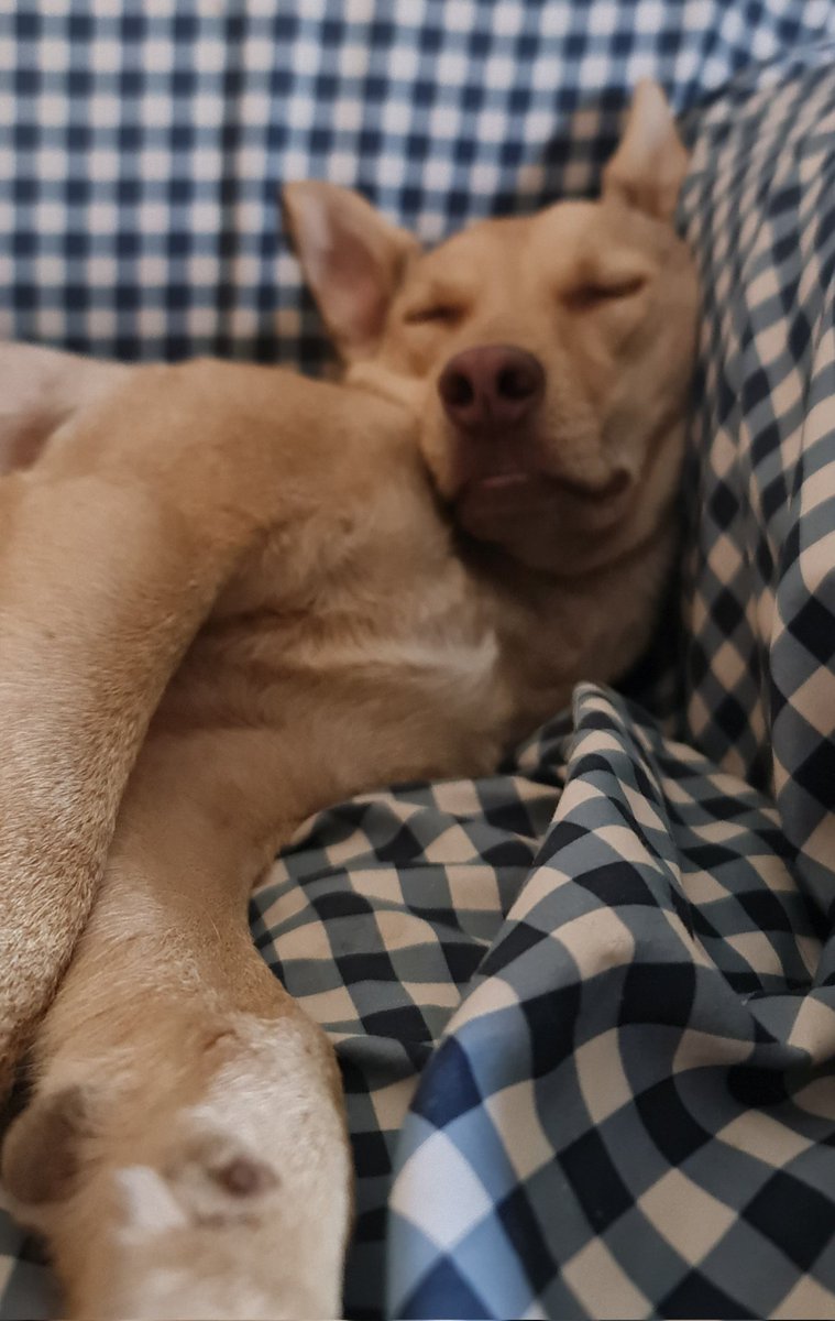 Sabéis que ahora en invierno hace mucho frío y hay animales que se refugian debajo de los coches porque el motor los mantiene calientes. Dad unos golpecitos en el capó por si hay alguno debajo antes de arrancar.
Consejo de "El Rubius"