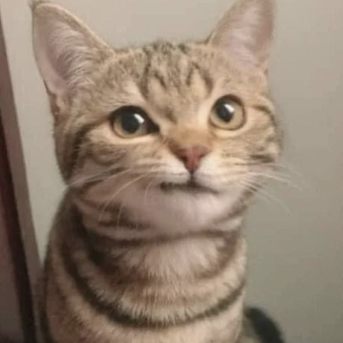 sam winchester as kittens ♡ (@sammyaskittens) on Twitter photo 