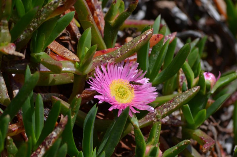 Plant_Alert's tweet photo. A recent #PlantAlert record, Hottentot Fig(Carpobrotus sp) was cultivated in gardens by 1690, but was not recorded in the wild until 1886. It has spread since the 1962 Atlas &amp; is currently limited by climate. It is perceived as a serious threat to native species. https://t.co/DrOqTRjl3m