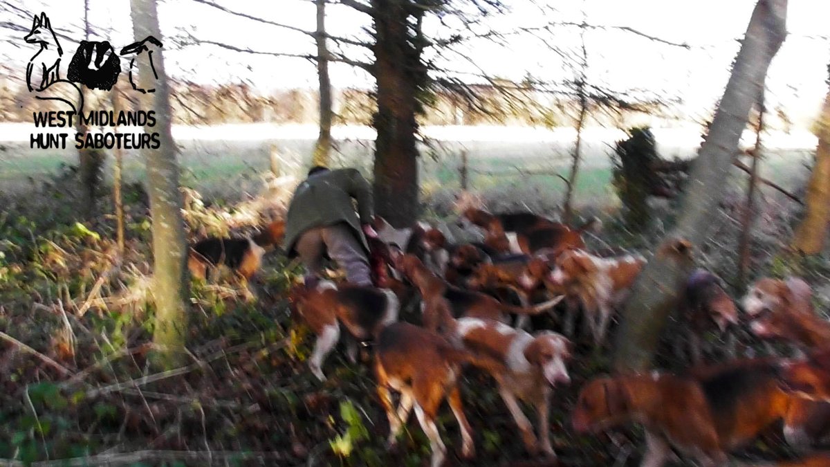 WestMidsSabs's tweet photo. Today another fox was killed by the #WarwickshireHunt

https://t.co/TDH9fW1Q5U https://t.co/ccVgADRlmN
