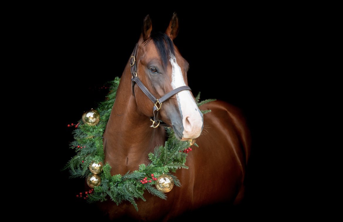 rsanrider's tweet photo. They look so grown up! ❤️🐴🎄 https://t.co/QpmJvZ3ciJ