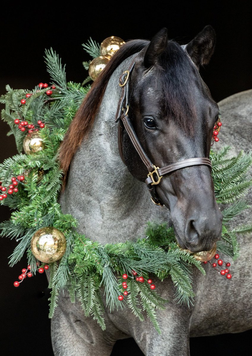 rsanrider's tweet photo. They look so grown up! ❤️🐴🎄 https://t.co/QpmJvZ3ciJ