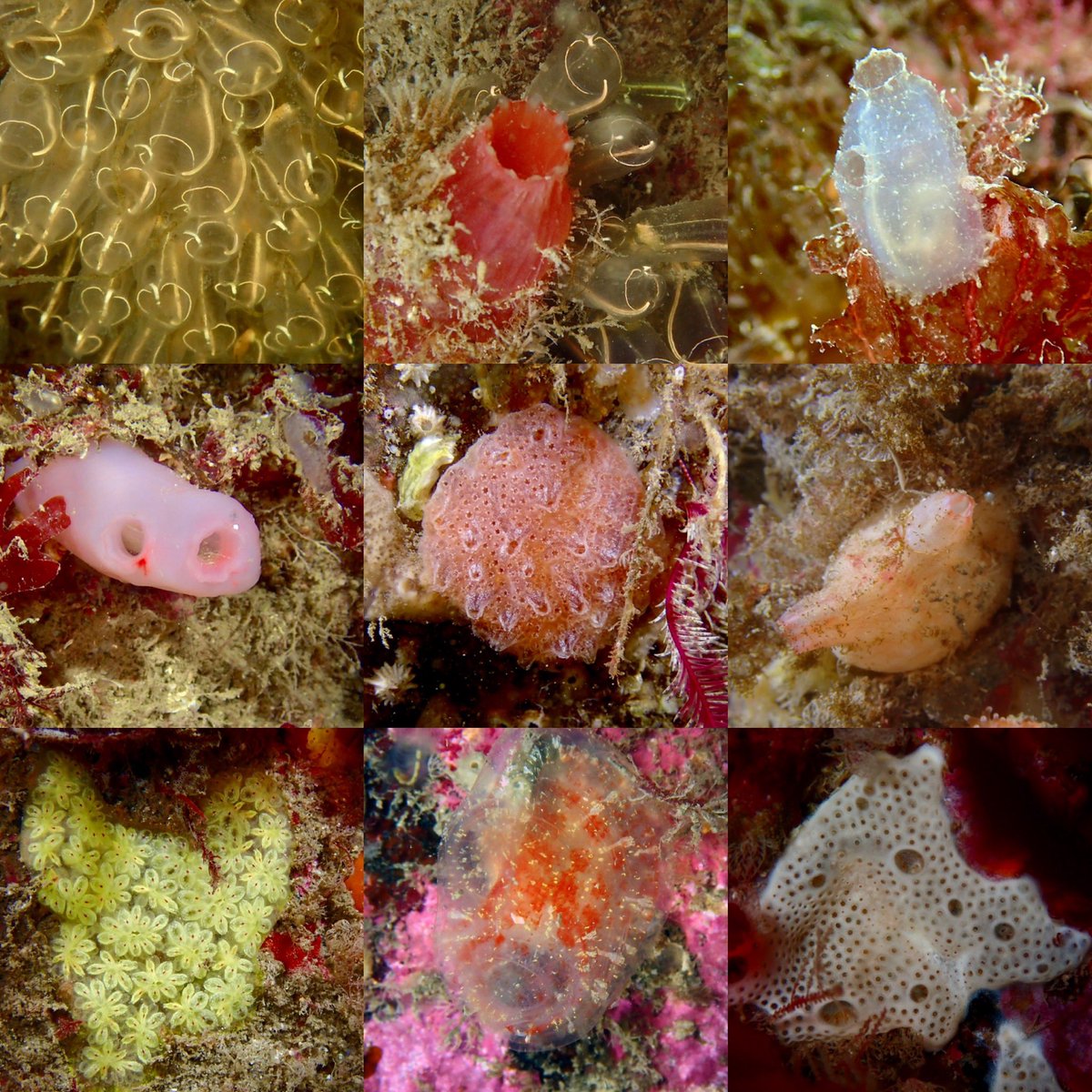 libbykeatley's tweet photo. Following on from my sponge collage, here are some sea squirts! Again, often overlooked but amazing diversity and quite beautiful. #nogascaverns #diving #seasquirts #marinelife #ulsterwildlife #mcs_uk https://t.co/bS6iNeu1Tz