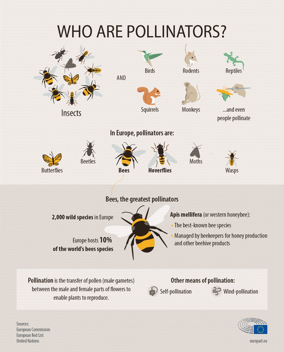 #Nature holds wonders beyond our belief. 😳 But pollinators are all threatened with extinction, and they maintain alive 80% of the 🌍's biomass for 120 million years. Life on 🌐can be summed up to just these 3 #emojis: ☀️🌹🐝 Protect her👉 change.org/SaveTheBee #SaveTheBees