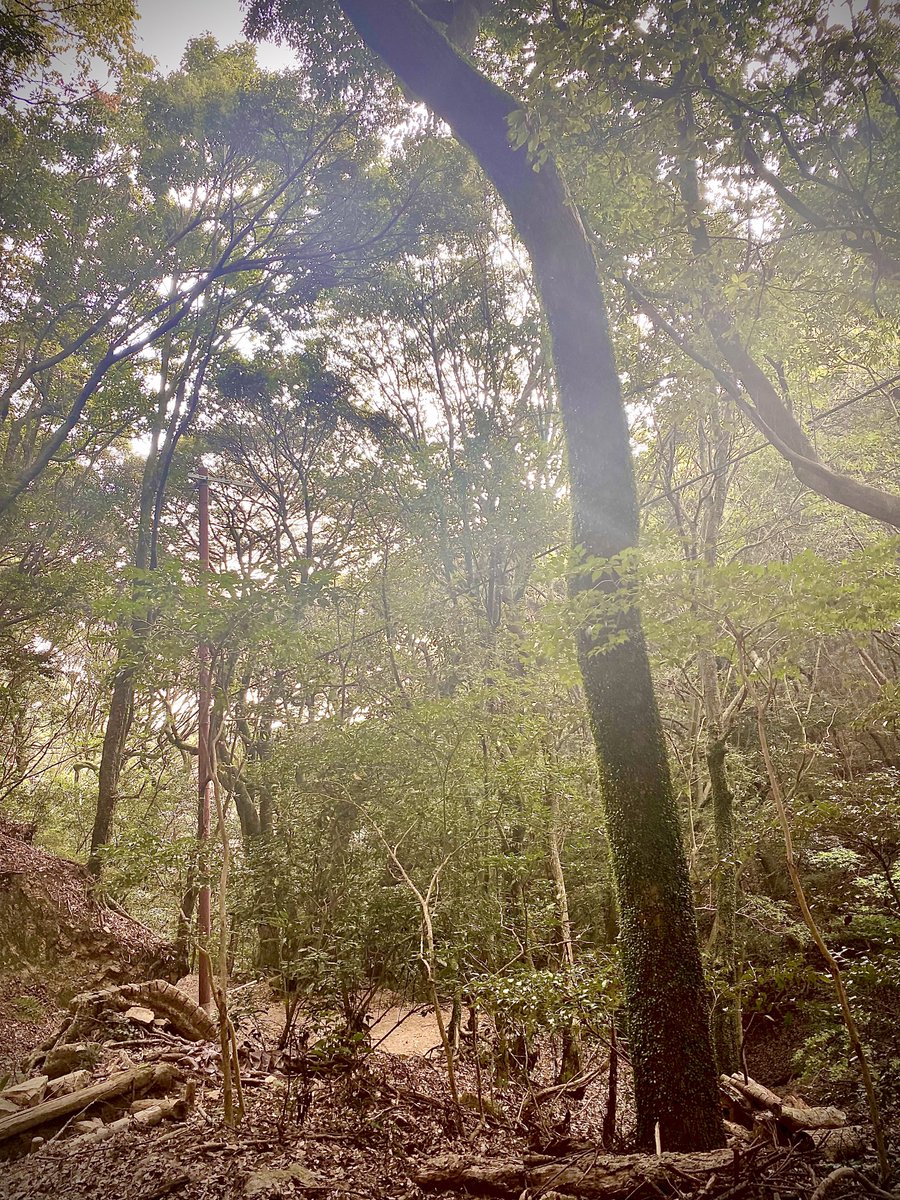 kojg5963kojg's tweet photo. おはようございます✨😆🍀
今日は予定が詰まっていまして朝のご挨拶はお休み頂きます✨🌿🌿🍀🍀✨✨🍃🍃⭐️🌿✨
皆様素敵な1日をお過ごし下さいね。✨🌿🍀😆🌱🍊🍭🍬🌟 https://t.co/18w3hYcvzw