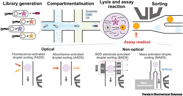 TrendsBiochem's tweet photo. A new #TechoftheMonth is available: "Ultrahigh-throughput screening in microfluidic droplets: a faster route to new enzymes" from Florian Hollfelder and co (@Cambridge_Uni). 

https://t.co/swIBkfLXdI https://t.co/V4ikNiMgGS