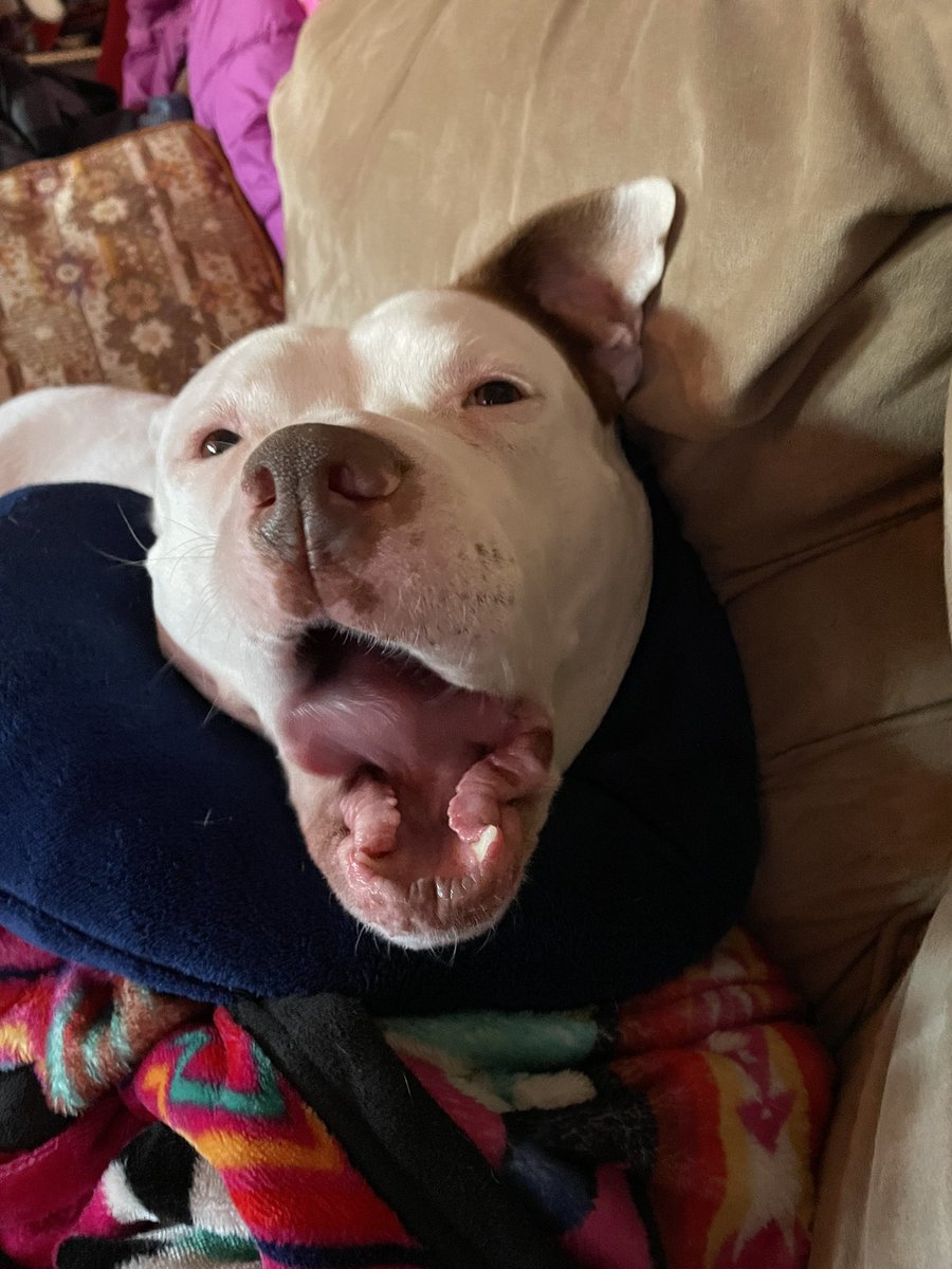 growlimegrow's tweet photo. @_samanthalux Here’s my dog yawning. Hope it helps! https://t.co/hwNaKjqOBn