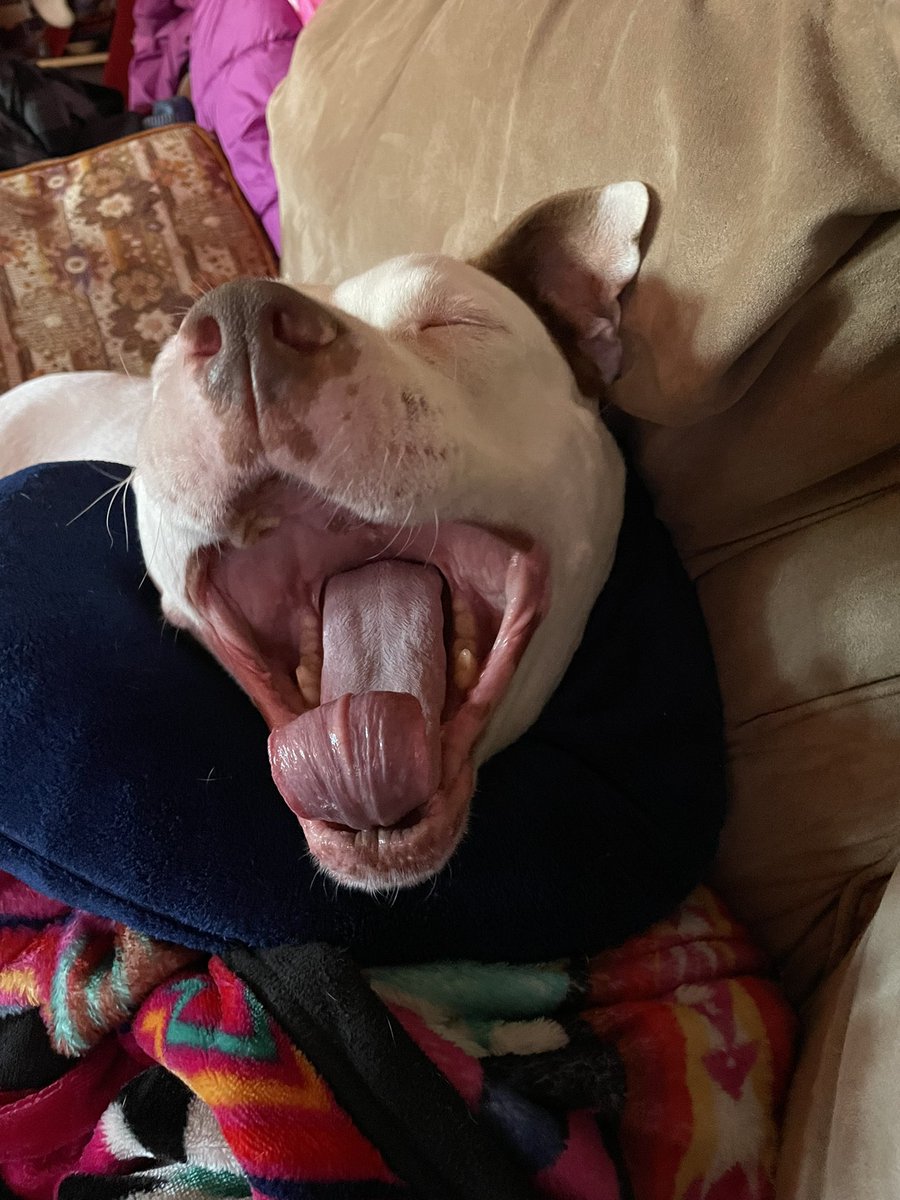 growlimegrow's tweet photo. @_samanthalux Here’s my dog yawning. Hope it helps! https://t.co/hwNaKjqOBn