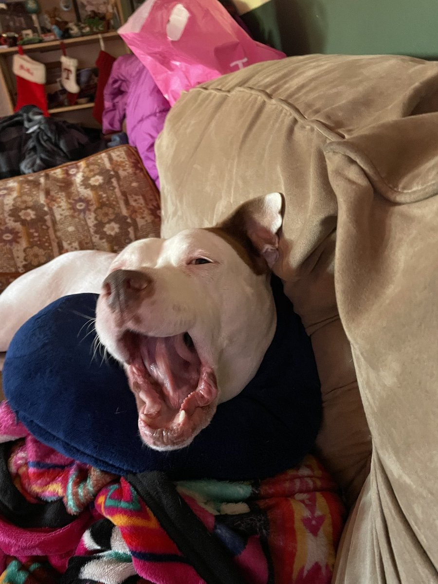 growlimegrow's tweet photo. @_samanthalux Here’s my dog yawning. Hope it helps! https://t.co/hwNaKjqOBn