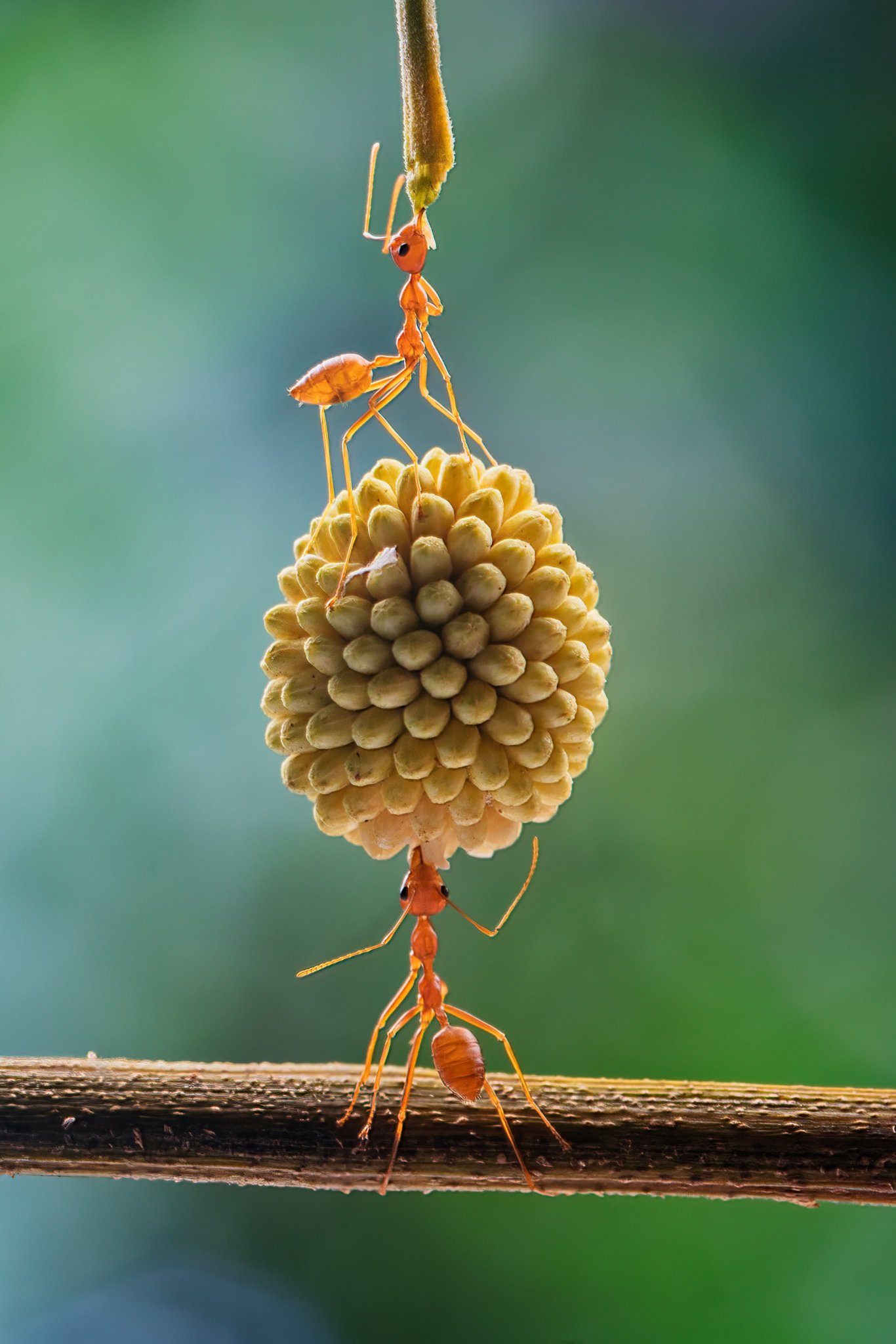 Animal Planet on Twitter: "#WednesdayMotivation: Super ants 🐜💥 📸 ...