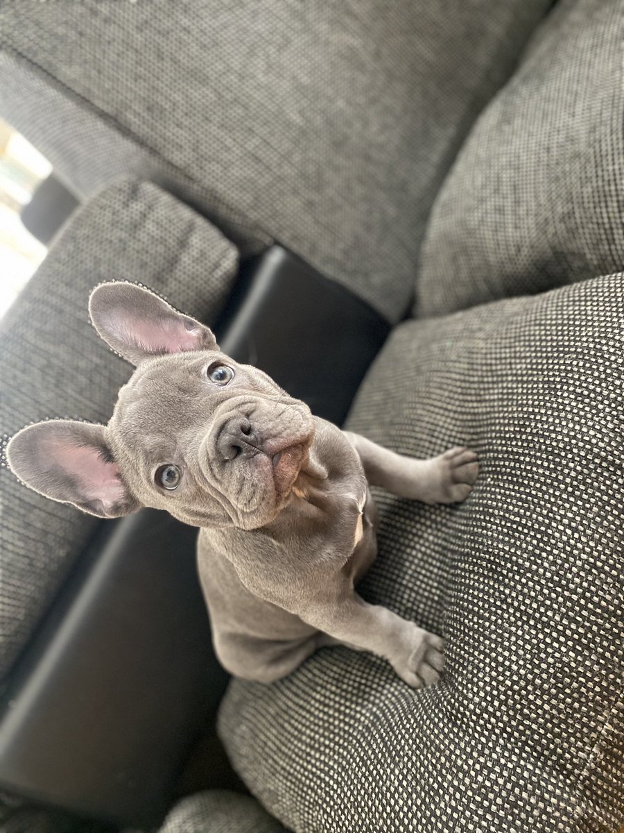 est9597's tweet photo. My best friend #miloblue💙 https://t.co/1U06xMxqNo