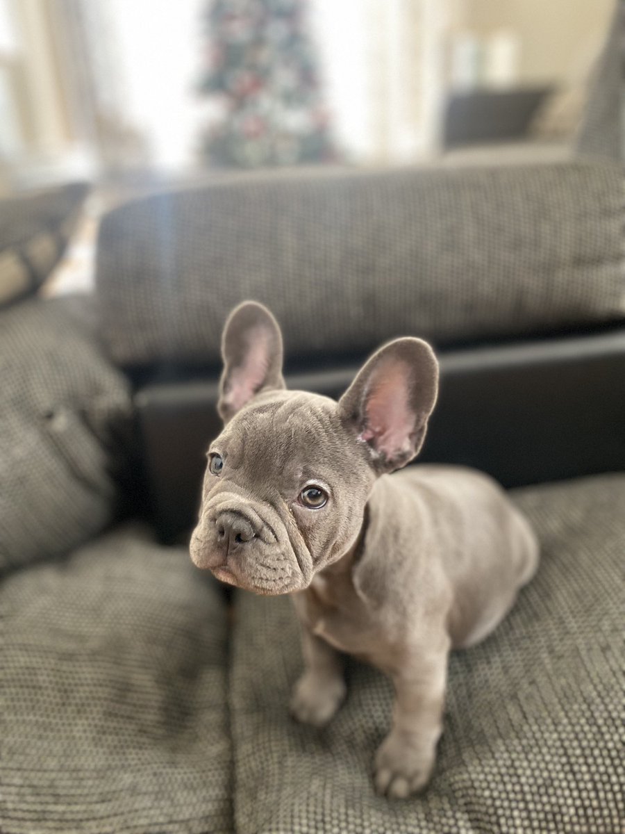 est9597's tweet photo. My best friend #miloblue💙 https://t.co/1U06xMxqNo