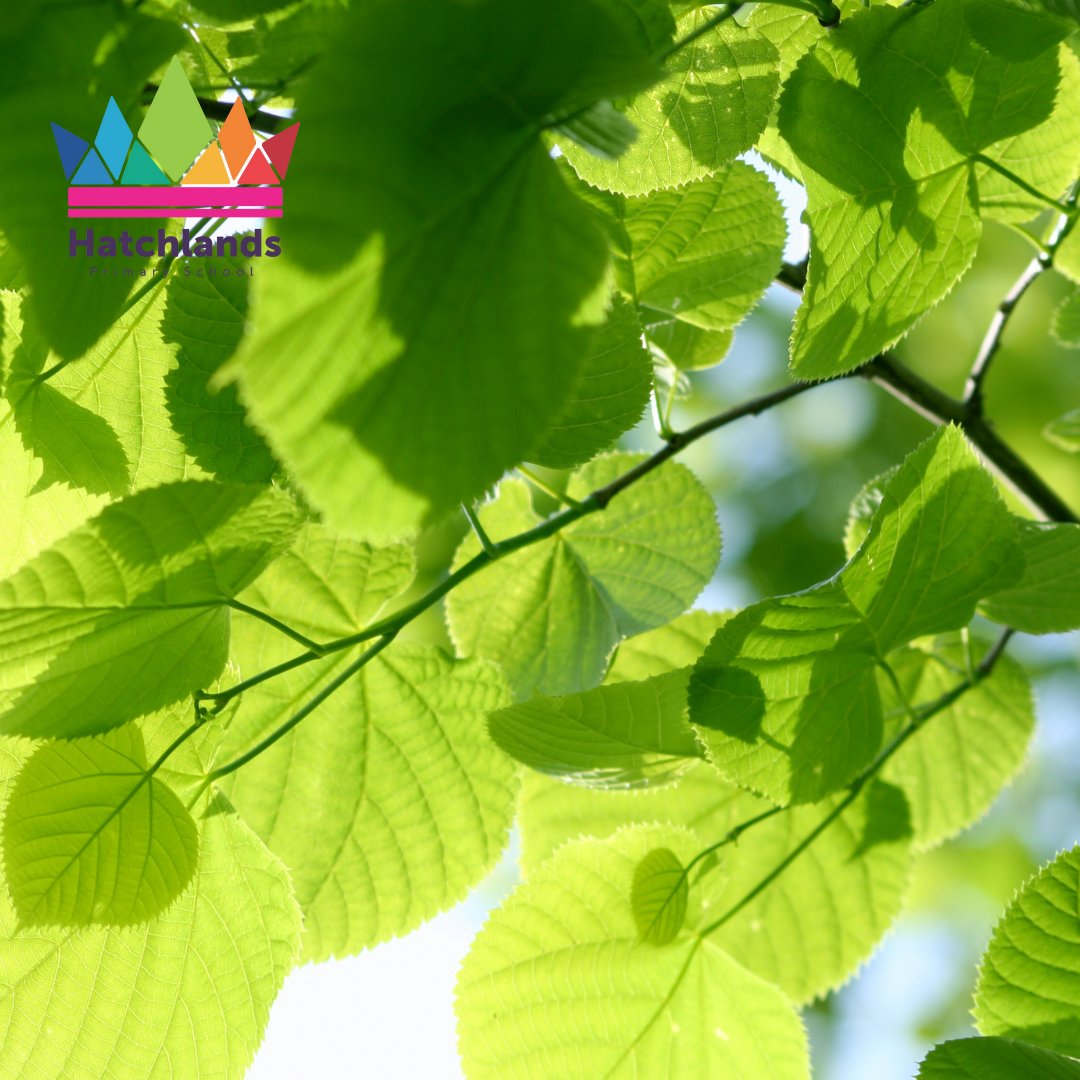 <a href="/HatchlandsSch/">Hatchlands School</a> have just received confirmation from the @WoodlandTrust that we have secured 30 tree saplings and 30 hedge saplings arriving around March 2022. 

Our outdoor wonderland is taking shape. More updates to come closer to the time.

#trees #woodlandstrust #hatchlandsch