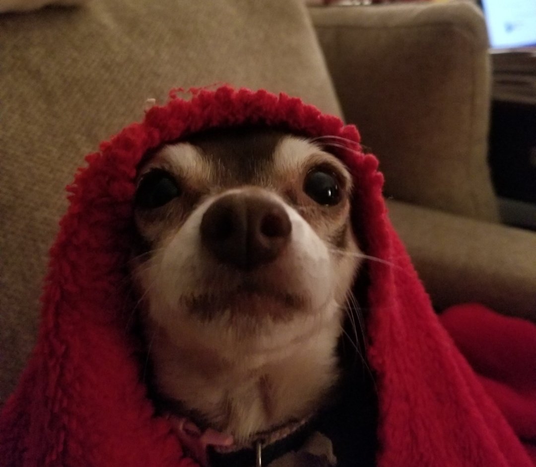 UpbeatStreet's tweet photo. Yesterday marked the 1 year anniversary of Miss Bella crossing the Rainbow Bridge. We miss her so much. RIP 🌈 

#dogsoftwitter https://t.co/5i1MrirF32
