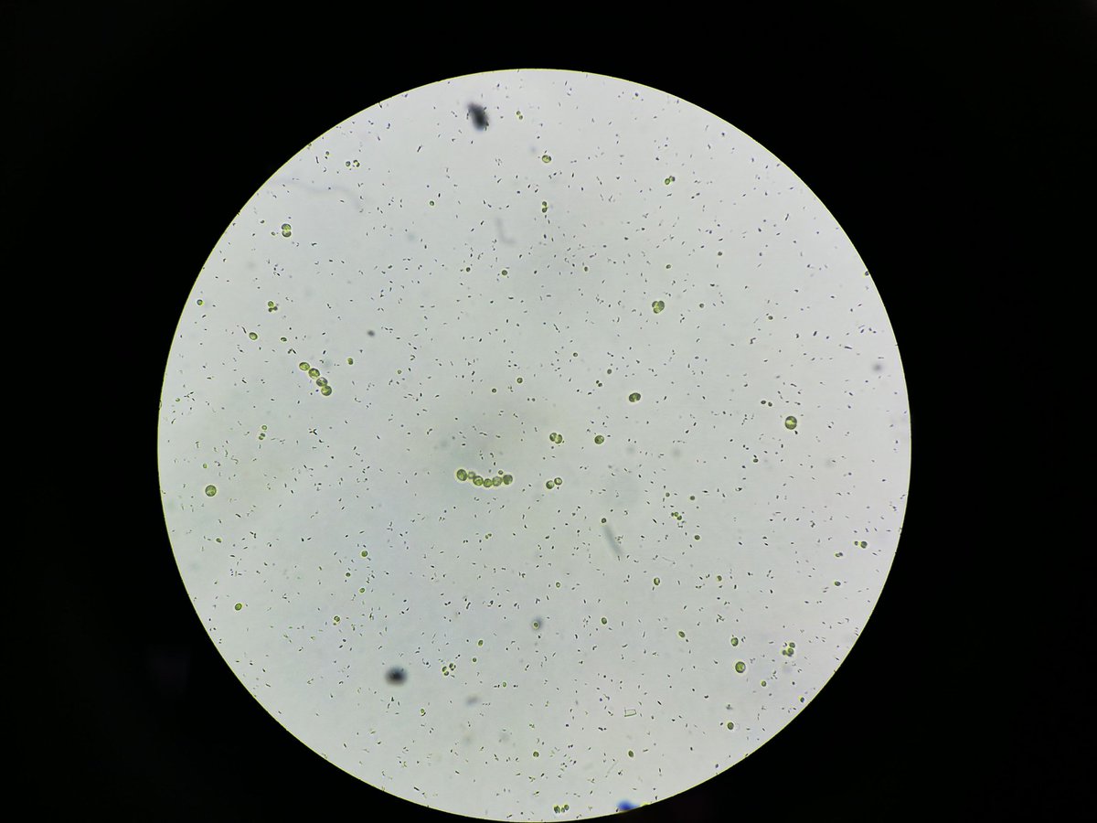 Demostración experimental del efecto de la fertilización con CO2 sobre el crecimiento de microalgas realizada por estudiantes de ingeniería ambiental <a href="/Fac_IngCivil/">FIC UTP</a> <a href="/utppanama/">UTP Panamá</a> #métodos #investigación #ecología #cambioclimático #ambiente