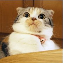 Suricat40656199's tweet photo. Melocotón viendo el avanze del próximo programa
#LaIslaDeLasTentaciones5 https://t.co/udqvZdduRw
