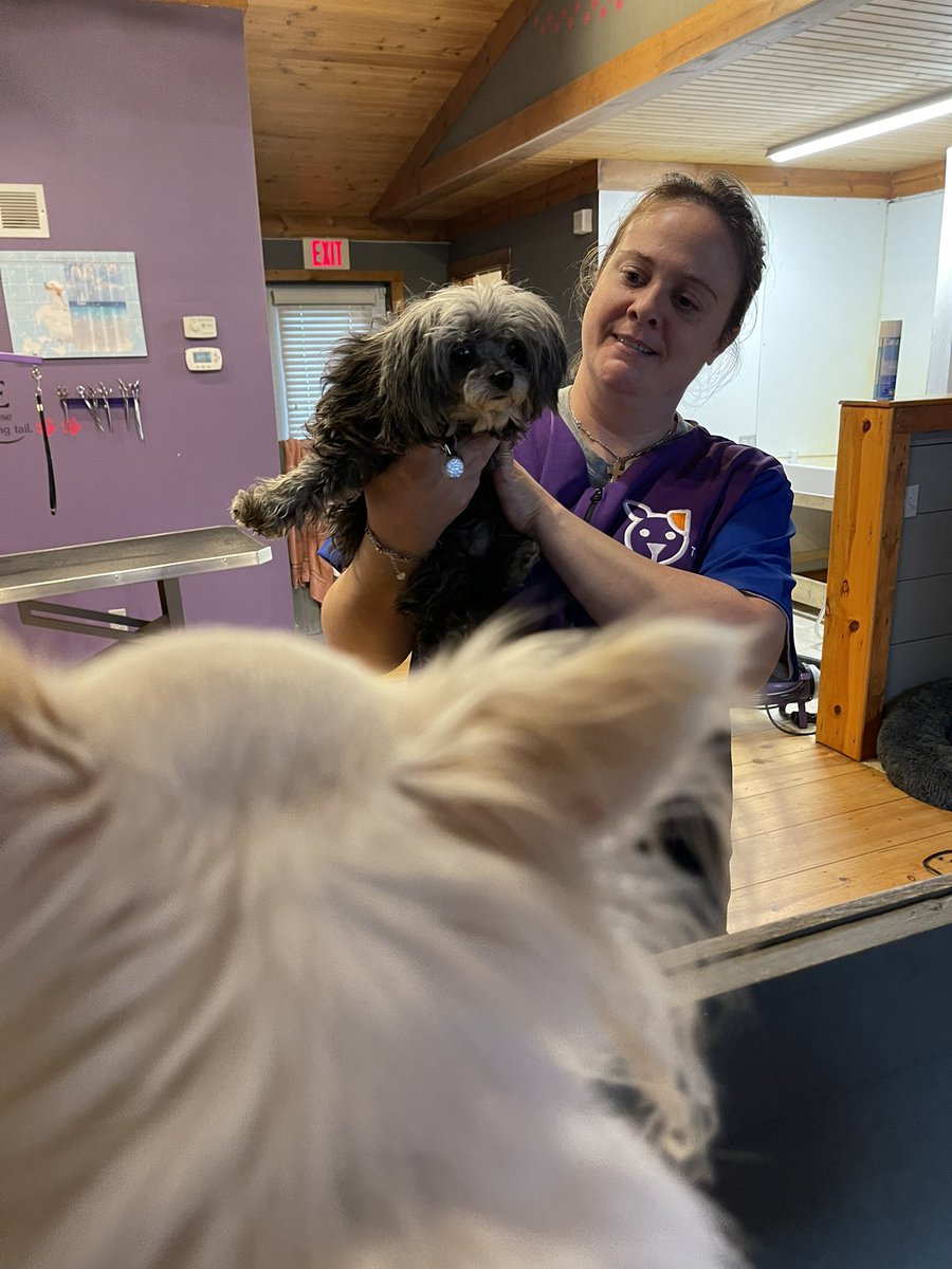 PrincessAvaBiso's tweet photo. Lady got her first “Glam Day” today. Stay tuned for “after” glam shots.
#PrincessAvaBisou #puppymillsurvivor #PrisonertoPrincess #glamday #pamper #dogsofinstagram #dogsoftwitter https://t.co/ymV0rFXiXu