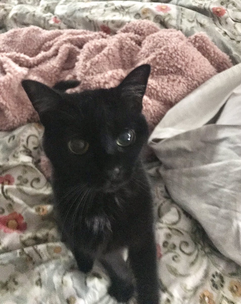 ButtonsCodes's tweet photo. Workout selfie #CatsOfTwitter #BlackCat #FitnessMotivation https://t.co/i0o0VTwqvn
