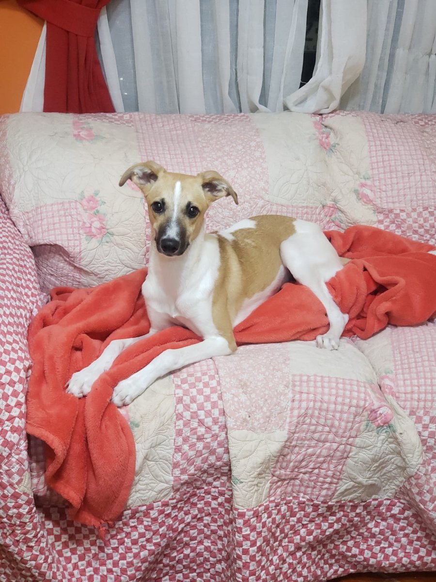 RebecaActivista's tweet photo. RT Galguita 4 meses esterilizada vacunada. Se lleva muy bien con gatos y con todo el mundo. Esta en Santiago,  se lleva directo a domicilio
Contacto: +56962389735 https://t.co/1NSNQ1LlVJ