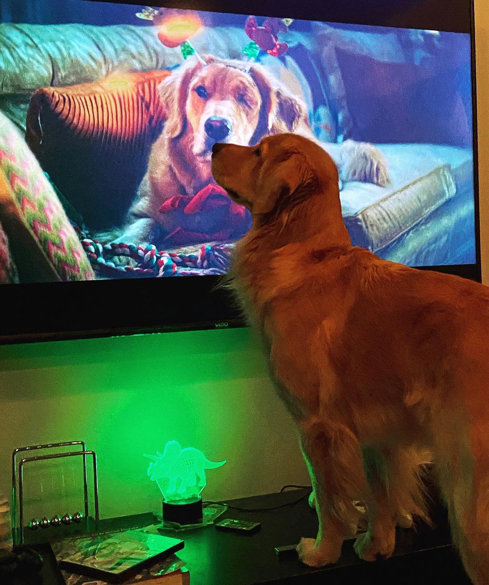 This is Lucky the Dog watching herself in action in #Hawkeye, and we love everything about it 🐶