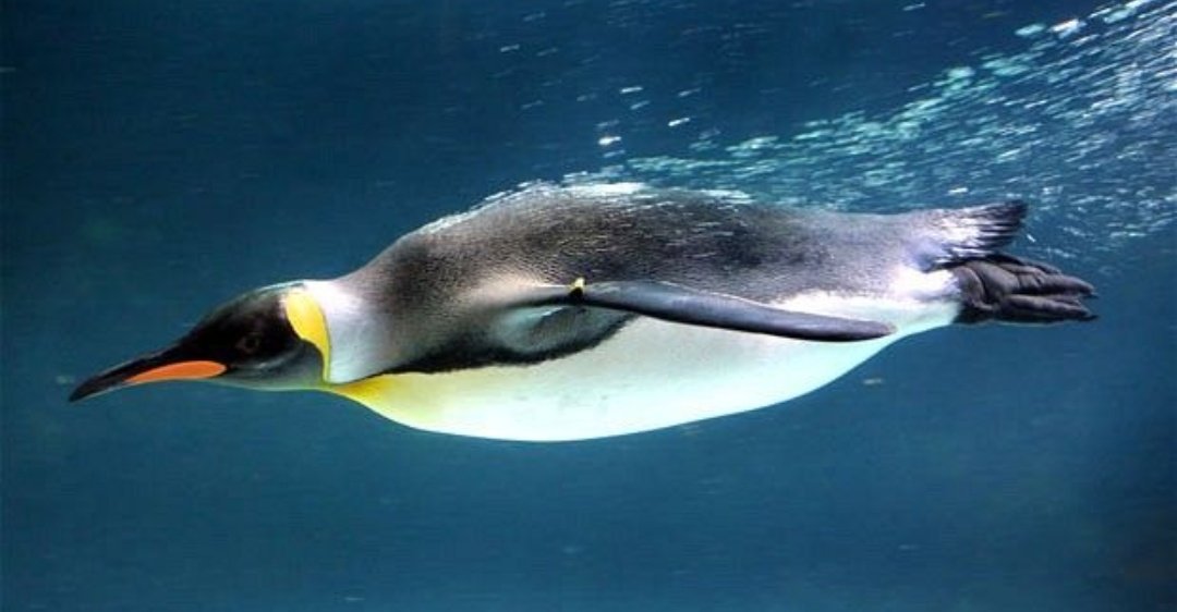 Кит акула касатка дельфин. Императорский пингвин ныряет. Обтекаемая форма тела. Пингвины под водой. Императорский пингвин ныряет.