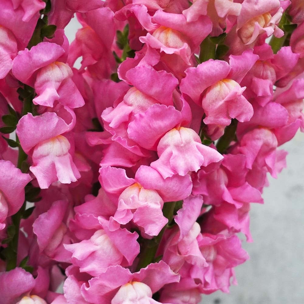 お花の定期便 マニアックなお花の通販 よいはな 長野県松本市のフラワー スピリット百瀬文夫さんから届く 最高品質のスナップ 金魚草 ピンク10本 5 500 送料込み T Co Ghpj2meeva 日持ちもしますし 切り花で届いても1 5倍くらい成長し お花の定期便 マニアックなお花の通販 よいはな 長野県松本市のフラワー スピリット百瀬文夫さんから届く 最高品質のスナップ 金魚草 ピンク10本 5 500 送料込み T Co Ghpj2meeva 日持ちもしますし 切り花で届いても1 5倍くらい成長し