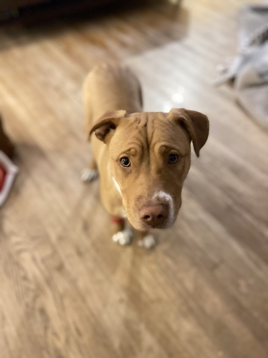 iswmp's tweet photo. This face literally melts our hearts.
Deena has so much soul and the most expressive eyes.
She is beautiful, inside and out. β€οΈ
https://t.co/ytbkwSiiph
#Pitbull #rescue #adoptme #iswmp https://t.co/MIHeYgr6c1