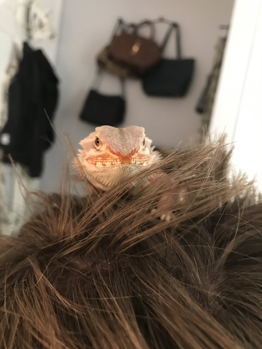 beep blop bloop beardies rule!