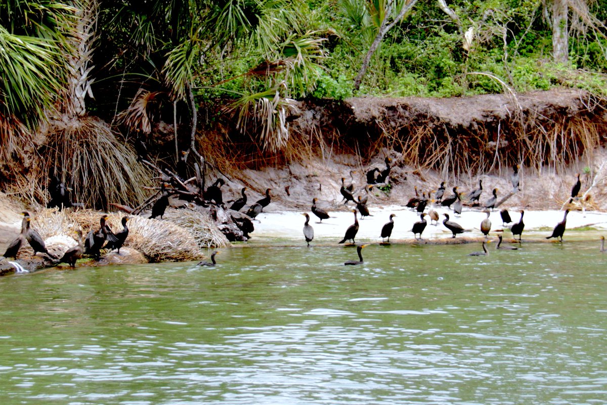 Cedar Keys National Wildlife Refuge manages a burgeoning rookery on Snake Key six years after the birds abandoned Seahorse Key en-masse. <a href="/USFWS/">U.S. Fish and Wildlife Service</a> <a href="/USFWSSoutheast/">US Fish and Wildlife</a> <a href="/USFWSRefuges/">USFWS Refuge System</a> 

#cedarkey #florida #usfws 

fws.gov/news/blog/inde…