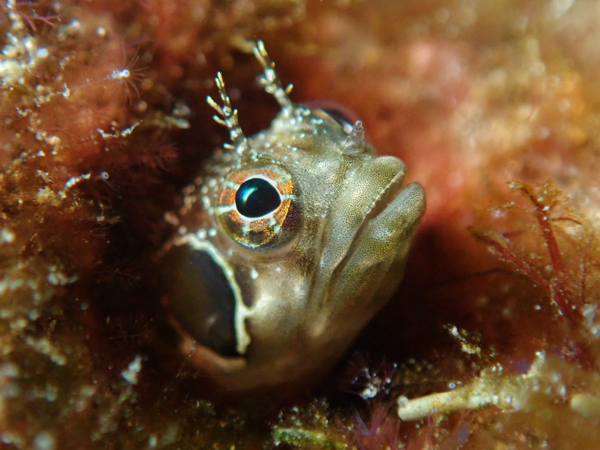 MissionBlue's tweet photo. "Costa Rica’s Osa Peninsula is widely recognized as one of the most biologically intense areas in the world. The biological marine corridor adjacent to the Osa Peninsula seems like a logical place to safeguard for the amazing diversity of life that prospers there." @SylviaEarle https://t.co/7GcufoFMV4