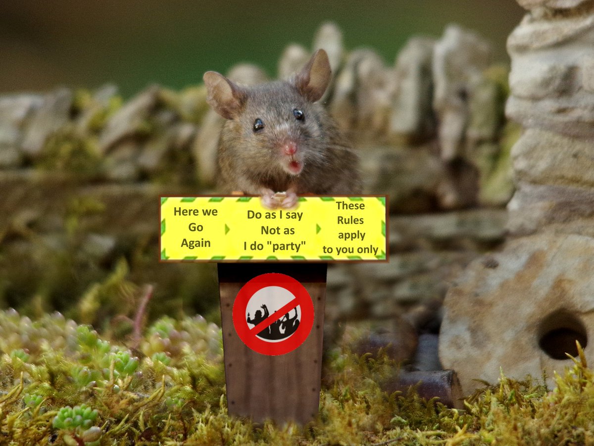 Мир мышки. Этрусская карликовая бурозубка. Мир мышки. Самая маленькая мышь. Самая дорогая мишка в мире.