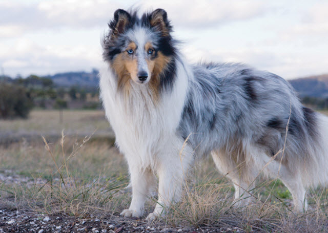 JLS_Longview's tweet image. Woof Wednesday! 🐶

This week: Shetland Sheepdog 

Shetland Sheepdogs can detect owner's mood and act according to it (it will offer a cuddle when its owner is feeling sad). How cool is that?