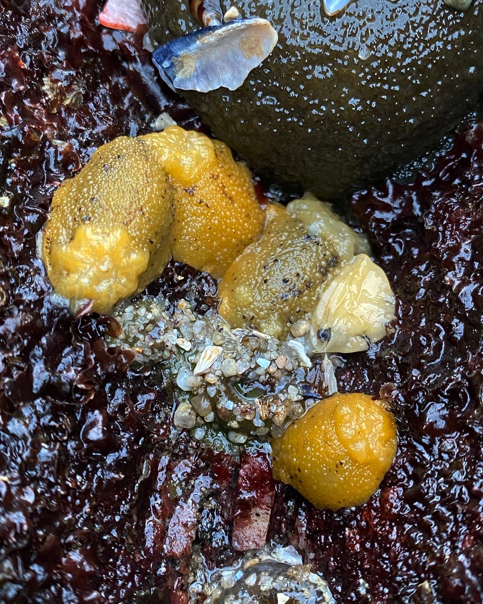 limpetsnews's tweet photo. Here are some fun king tide finds one of our LiMPETS Coordinators found while tidepooling this past weekend!
#kingtides #limpetsmonitoring #montereybay #rockyintertidal #ochreseastar #nudibranch #chitons #leatherseastar https://t.co/qu7SEhVTAu