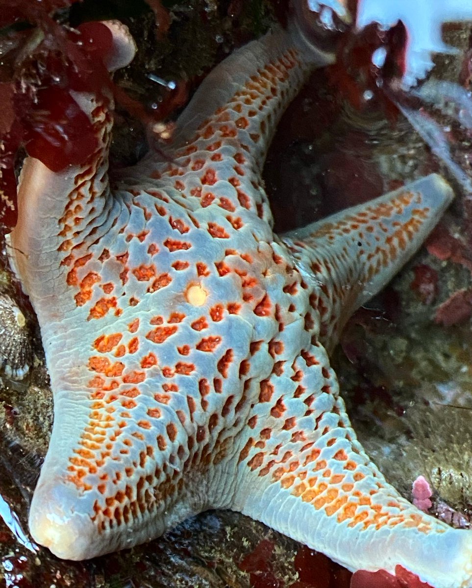 limpetsnews's tweet photo. Here are some fun king tide finds one of our LiMPETS Coordinators found while tidepooling this past weekend!
#kingtides #limpetsmonitoring #montereybay #rockyintertidal #ochreseastar #nudibranch #chitons #leatherseastar https://t.co/qu7SEhVTAu