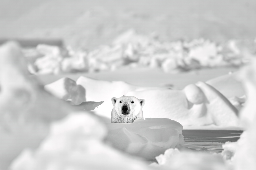 We’re thrilled to be involved in the @VitalImpacts print sale this holiday season. Our friend Jonathan Z Lee is donating proceeds from his sales to our mission.⁠ Be whisked into the behind the scenes of Jonathan's "Spring Awakening" at: bit.ly/3dyBTES. 

#vitalimpacts