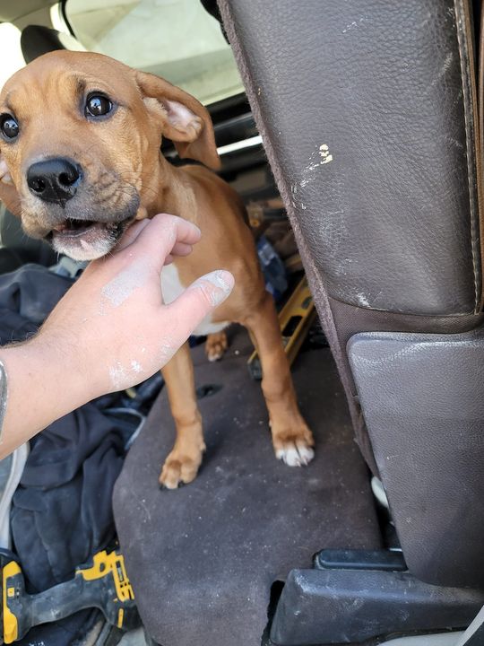 PetRecoveryYYC's tweet photo. FOUND small brown/white dog in alley on #14ST NW. Checking contact info. If claiming must provide photo id &amp; proof of ownership. Pls rt, share, help to find family! https://t.co/YuAcZiECZF https://t.co/CReP091wa6
