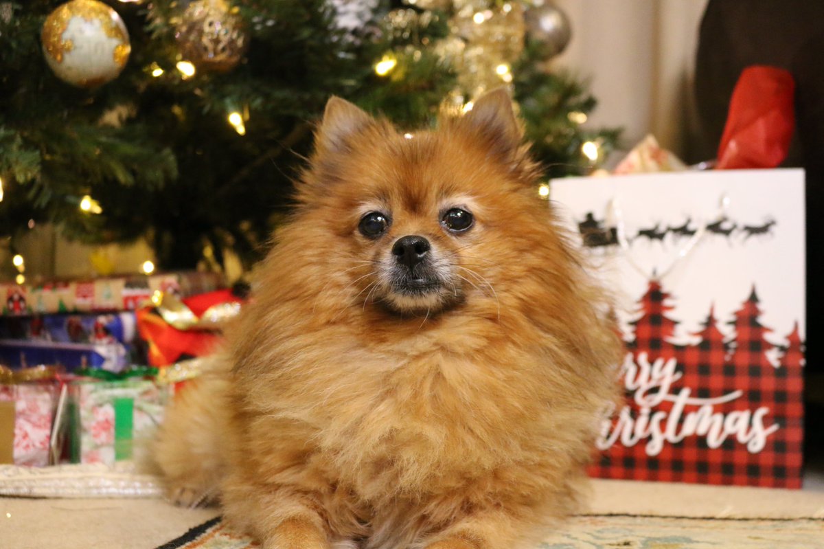 diva_foxxy's tweet photo. ❄️When your human makes you take Christmas photos🎄🐕🐾🎁❄️

#pomeranian #Christmas #holidays #holidayseason https://t.co/nulD7hqlfK