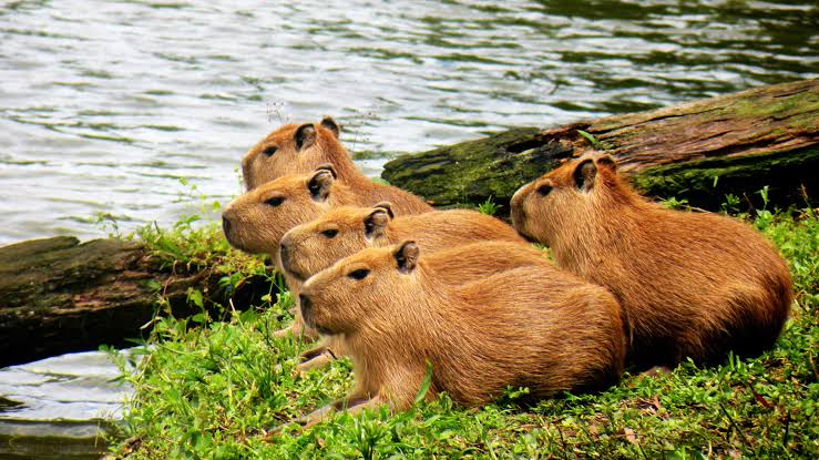 _AreebaT's tweet photo. um, capybaras are the world's largest rodents, everyone get yourself a capybara cause they're really cute https://t.co/3nmzatADnM