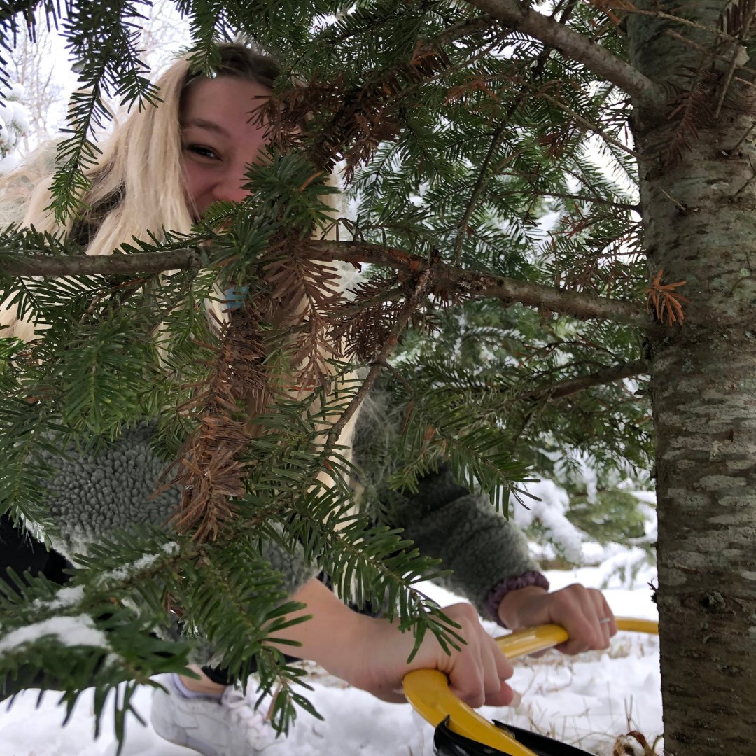 cardinal_hudson's tweet photo. Nous avons la Pépinière Martin Potvin et notre intrépide personnel à remercier pour notre magnifique sapin de Noël cette année! 
--
We have Pépinière Martin Potvin and our intrepid staff to thank for our beautiful Christmas tree this year! https://t.co/XLPorBdgaQ