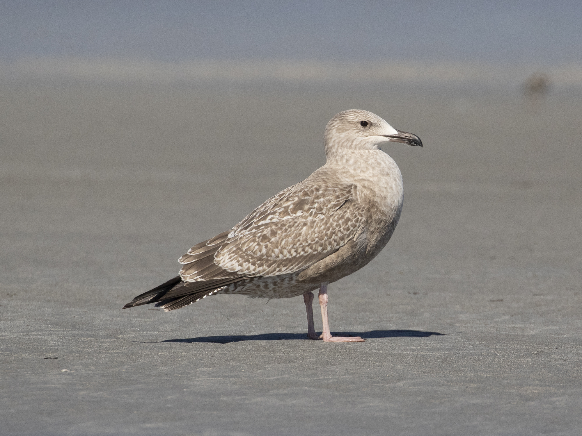 Herring Gull Winter