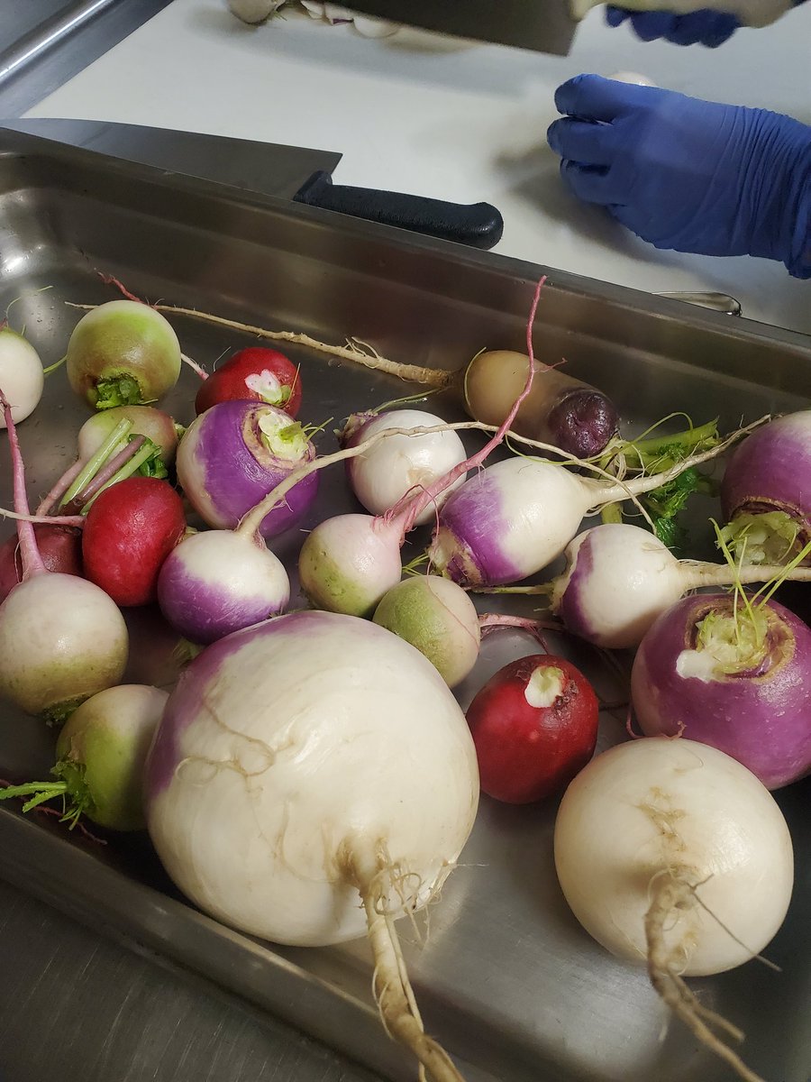 Beautiful lettuce, turnips and radishes for <a href="/HolbrookCFISD/">Holbrook Elementary</a> salad party, fresh from their school garden! <a href="/CyFairISD/">Cypress-Fairbanks ISD</a> <a href="/readygrowgarden/">Ready to Grow Garden</a>