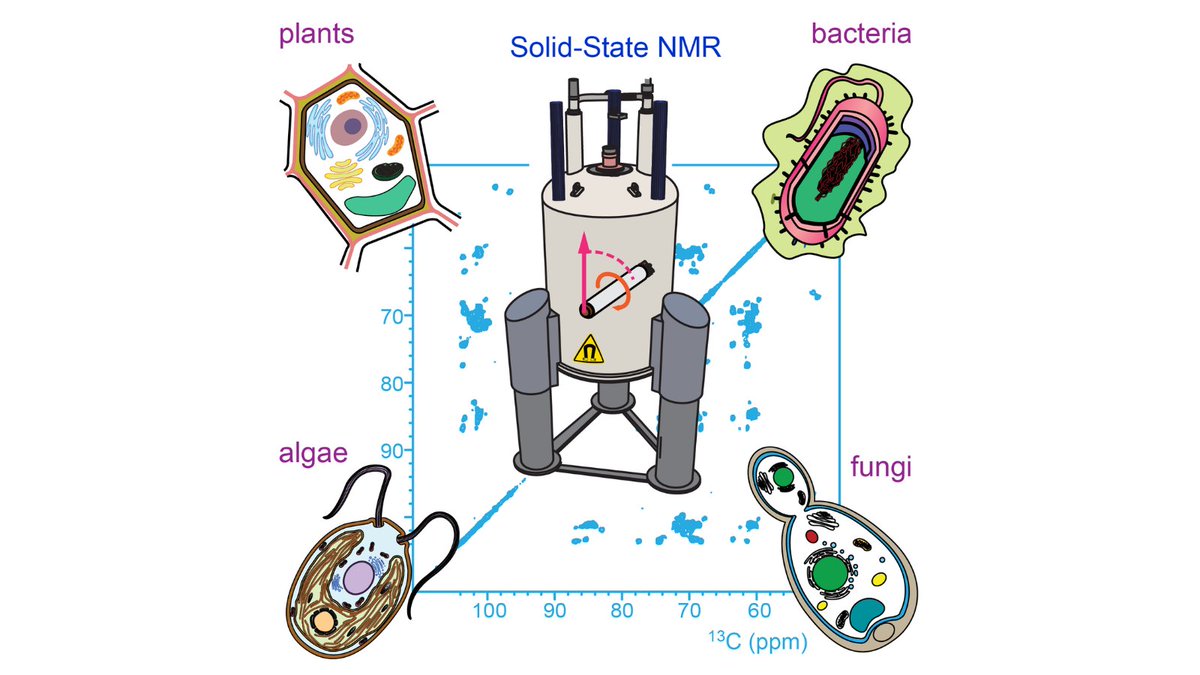 LSU_Chemistry's tweet photo. A review of solid-state #NMR studies of algae, bacteria, fungi, and plants by @Wanggroup_LSU @ACSChemRev. 🔗 to paper: https://t.co/vtswZrq26b

@lsuscience @ACS4Authors https://t.co/MBV2kswu8h