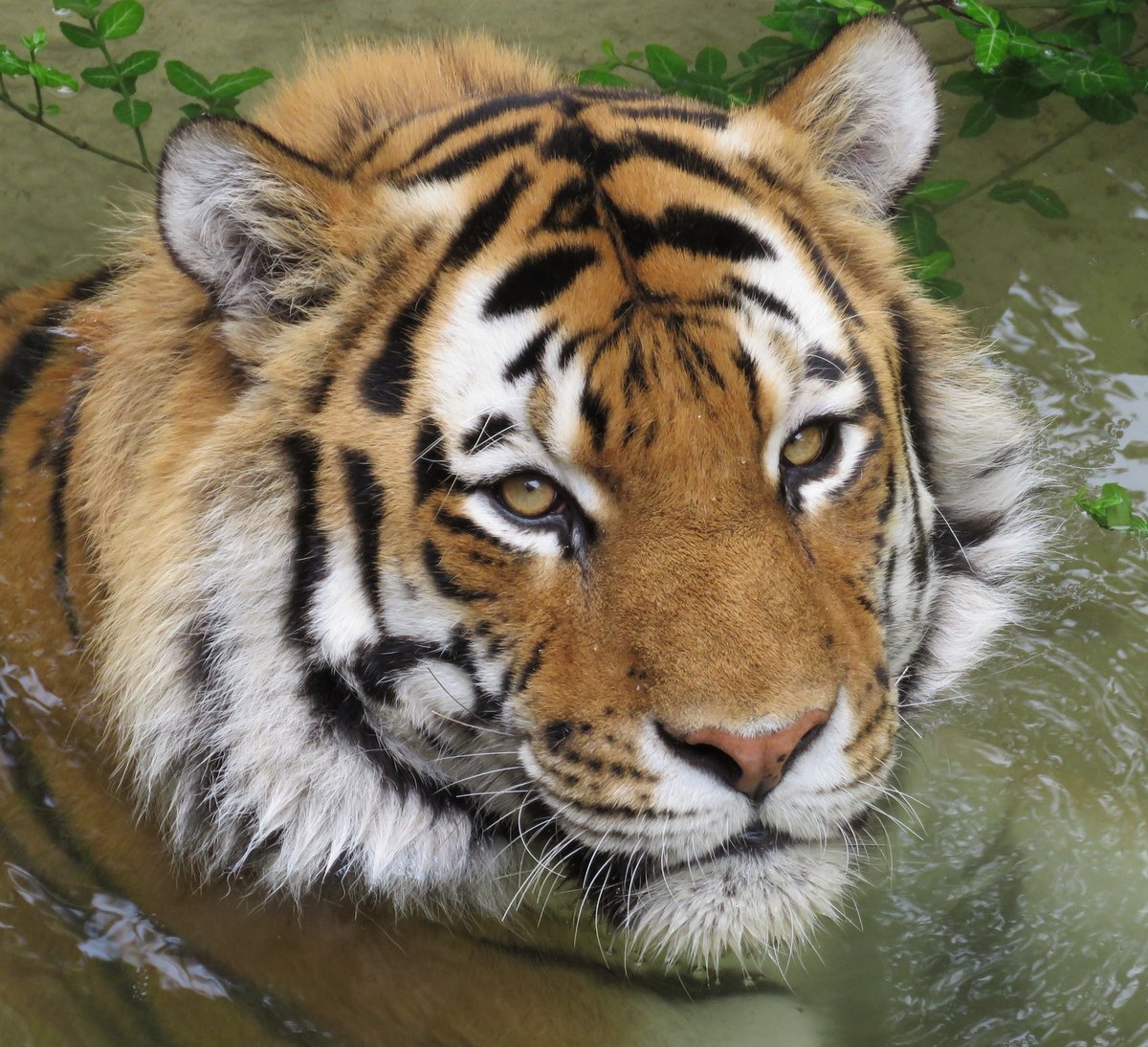 stlzoo's tweet image. We are mourning the loss of two beloved animals. Southern rockhopper penguin Enrique was humanely euthanized last week due to a number of physical ailments. Amur tiger Waldemere passed away on Sunday from a brief, but serious illness. Read more: stlzoo.org/blog