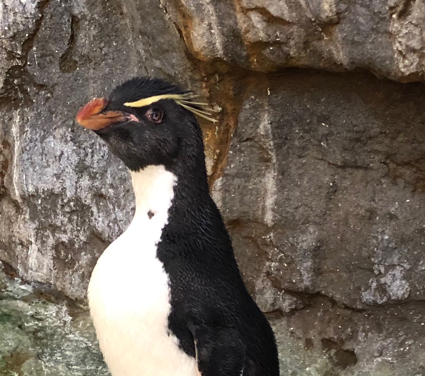 stlzoo's tweet image. We are mourning the loss of two beloved animals. Southern rockhopper penguin Enrique was humanely euthanized last week due to a number of physical ailments. Amur tiger Waldemere passed away on Sunday from a brief, but serious illness. Read more: stlzoo.org/blog