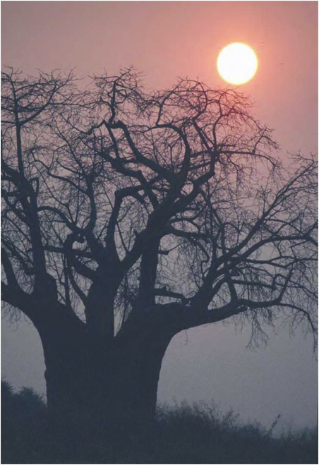 Final orphan crop of the day! : African baobab (Adansonia digitata)
Fun fact: Adansonia can be found on Africa, Madagascar, and Australia!
Taste: Woody, nutty fruit; citrusy leaves
Positives: Drought tolerant
Negatives: Limited growing range
Source: nap.edu/read/11763/cha…