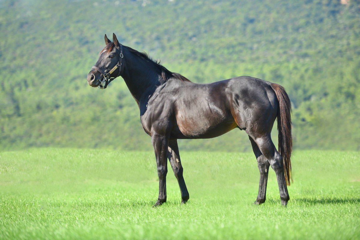 Torok 2022 aşım müracaatlarında planladığımız 85 adet elit kısrak ile listemiz tamamlanmıştır. Aşım sezonu süreci içerisinde aygırımızın müsaitliğine bağlı olarak ek kabullerimiz devam edecektir. Torok’u tercih eden tüm değerli yetiştiricilerimize teşekkür ederiz.