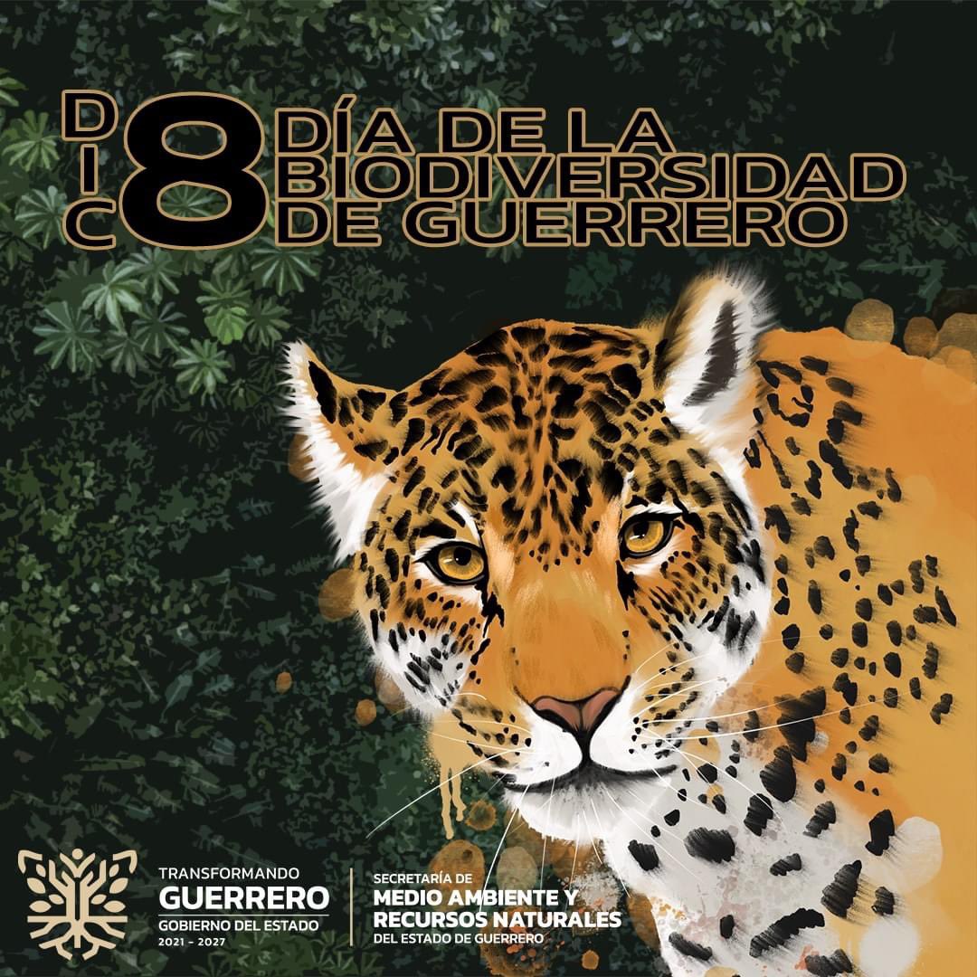 SEMARENgro's tweet photo. 8 de diciembre “Día de la biodiversidad de Guerrero” 🐯💚
En Guerrero somos el cuarto lugar a nivel nacional en biodiversidad. 🐯🍃🦎 #Guerrero #biodiversidad #JAGUAR https://t.co/943jYUHalT